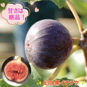 フェイジョア パイナップルジェム 1株 果樹苗 国華園 : 花と緑 国華園