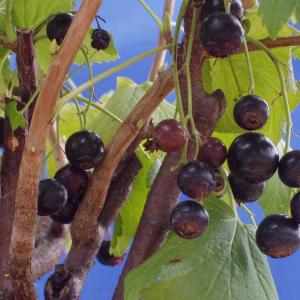 ネロ アロニア (ブラックチョコベリー/チョークベリー) ポット苗