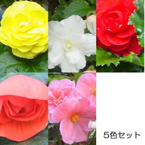 球根ベゴニア 花 ガーデニング の商品一覧 通販 Yahoo ショッピング