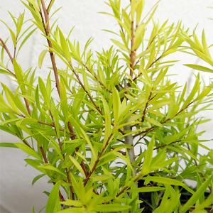 グレビレア ラナマリー 7号ポット大苗 : 苗木部 花ひろばオンライン