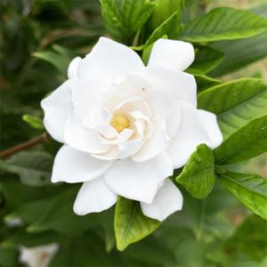 斑入屋久島オナガカエデ 脇坂錦 6寸鉢植え : 日本花卉ガーデン