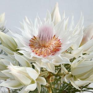 園芸ネット オーストラリア花木 花木 庭木の苗 Yahoo ショッピング