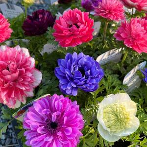 日本花キ流通 ラナンキュラス ポンポンシリーズ 苗 ポンポン アリス