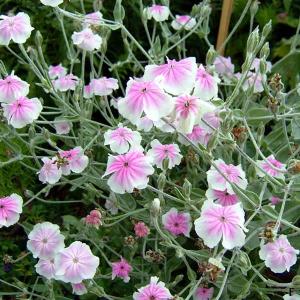 日本花キ流通 サトウキビ 苗 10.5cmポット 和三盆 竹糖 野菜苗 家庭