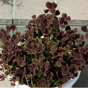 クローバー 苗の商品一覧 通販 Yahoo ショッピング