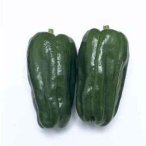 野菜の苗 ピーマン 京波（きょうなみ・夏秋ピーマン）3号ポット