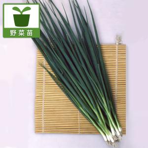 ねぎ苗 野菜苗 石倉一本ネギ 1束（約25〜40本） : 菜園くらぶ Yahoo!店