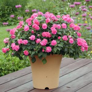 カリフォルニアローズフィエスタの商品一覧 通販 Yahoo ショッピング