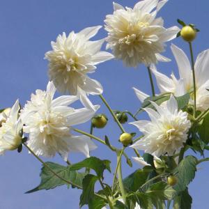 草花の苗 皇帝ダリア(八重咲き) ホワイトエンジェル3.5号ポット