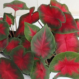 観葉植物 ガーデンカラジュウム フレイダヘンペル3.5号ポット苗
