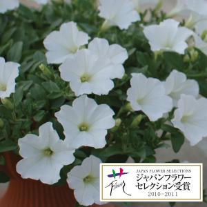 草花の苗/ランドスケープペチュニア：おゆきちゃん3.5号ポット20株セット 送料無料｜engei
