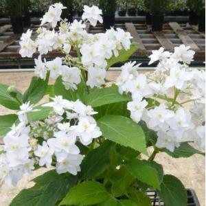 君子蘭 苗 黄花君子蘭 5号鉢 クンシラン 260319 : お花処 昌山園