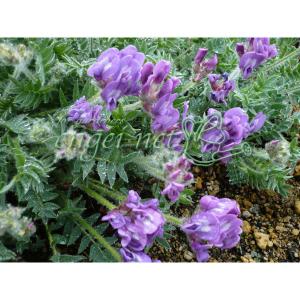 山野草の苗 レブンソウ(礼文草) 濃色レブンソウ...の商品画像