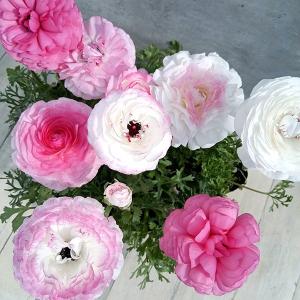 クリスマスローズ開花株 DDグロッシーカラー☆グロスレッド 237 現品