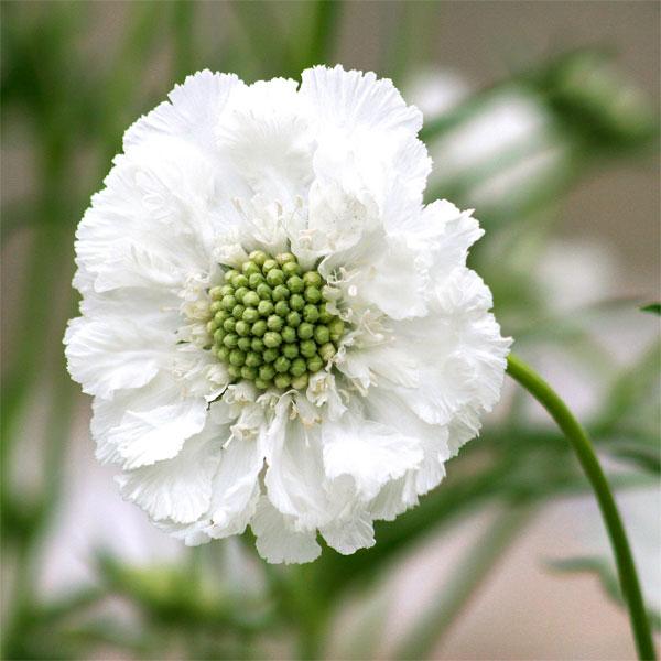 草花の苗/スカビオサ（マツムシソウ）：ホワイトクイーン3.5号ポット