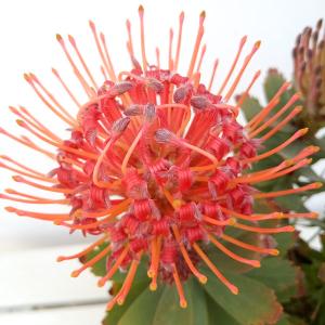 花木 庭木の苗 セルリア（ジョーイセルリア） フロリダ スパーブ