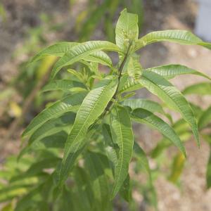 レモンバーベナ 香水の商品一覧 通販 Yahoo ショッピング