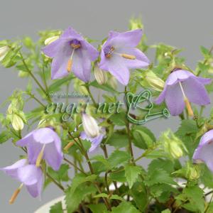 和三盆 サトウキビ （ 竹糖 ） 10.5cmポット苗 : 花と緑の専門店 土っ