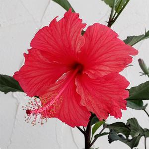 国華園 花苗 ハイビスカス フウリンブッソウゲ 1株 : 花と緑 国華園