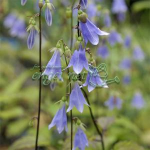 山野草 青い花の商品一覧 通販 Yahoo ショッピング