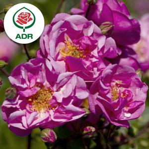 ウルフガルテン マルチスター種まき機とハンドル（EA-M）（ZMi 12