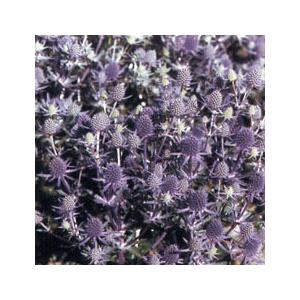 日本花キ流通 予約販売 ハイブリッド芍薬 苗 開花見込み苗 ビジョン