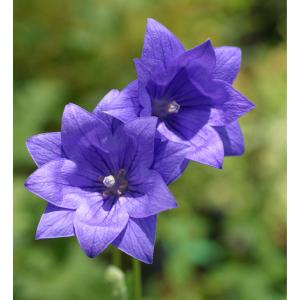 山野草の苗 キキョウ(桔梗) 紫花二重咲き3号ポットの商品画像