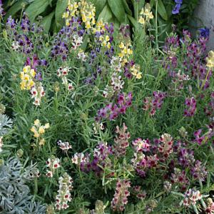 塊根植物：アデニア ステイローサ レッドリーフ*塊幅2.5cm 現品 一品