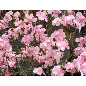 花木 庭木の苗 ツツジ アカヤシオ3.5号ポット