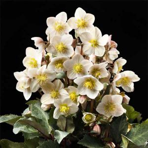 クリスマスローズ sdポーセリン系 原種交配 大木ナーサリー 宿根 バラ