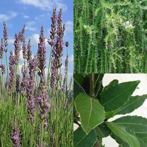 高糖度宿根ネギさつき姫の苗40本 高糖度宿根ネギさつき姫の苗 - メルカリ