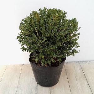 花木 庭木の苗 ボックスウッド（西洋ツゲ）玉仕立て8号ポット樹高40cm