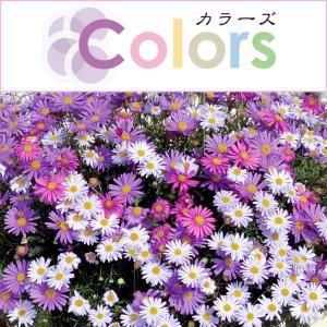 草花の苗 26年10月中下旬予約 カラーズ 姫小菊Ｂミックス3.5号ポット