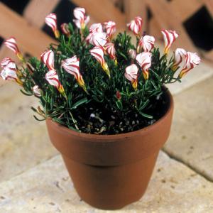 花壇 縁取り 花の球根 の商品一覧 球根 種芋 花 ガーデニング 通販 Yahoo ショッピング