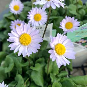 草花の苗 ツワブキ3-3.5号ポット2株セット : 園芸ネット - 通販