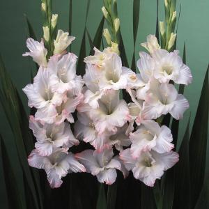 球根 グラジオラス 初夢 5球入りの商品画像