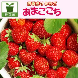 野菜の苗/イチゴ：四季なりいちご あまごこち3号ポット3株セット