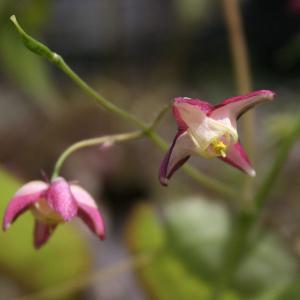 山野草の苗 イカリソウ（エピメディウム・碇草） ルブラム3.5号ポット