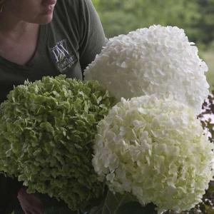 花木 庭木の苗 アジサイ(アメリカ) アナベル ...の商品画像