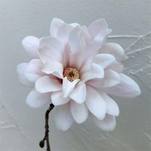 花木 庭木の苗 ヒメコブシ（シデコブシ） アップライト6号ポット