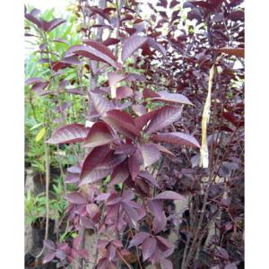 花木 庭木の苗 ベニバスモモ（プルナス） ヴァージニアナ ベイリーズセレクト5号ポット樹高80cm