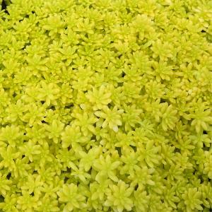 観葉植物 セダム 細葉オオゴンマンネングサ3号ポット