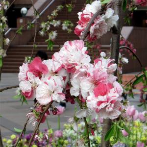 庭木 植木：花桃* 源平桃 立モ 花もも 立ち性 佐川急便 : 遊恵盆栽