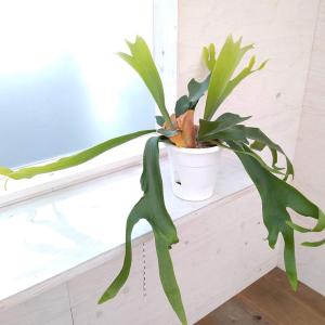 コウモリラン ビカクシダ 5号鉢 大きいサイズ 観葉植物 ビルフカツム