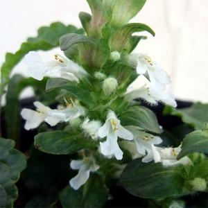 アジュガ 花 ガーデニング の商品一覧 通販 Yahoo ショッピング