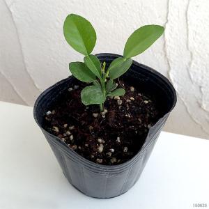 野菜の苗 コブミカン(バイマックル) 3号ポットの商品画像