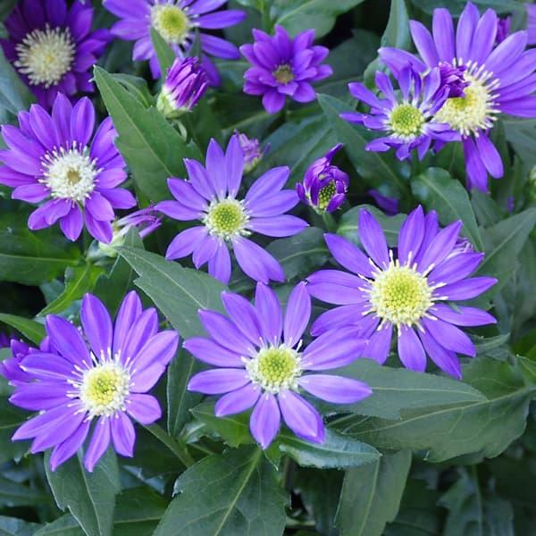 草花の苗 ミヤコワスレ 江戸紫3.5号ポット 3株セット