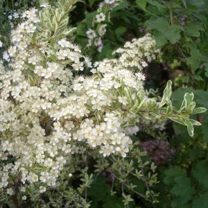 当店農場生産】オステオスペルマム 3D オレンジ 9cmポット苗 多年草