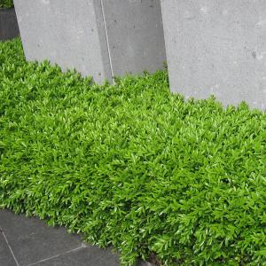 月桂樹 ローリエ 5号鉢サイズ 鉢植え 苗木 ゲッケイジュ ローレル 薫る