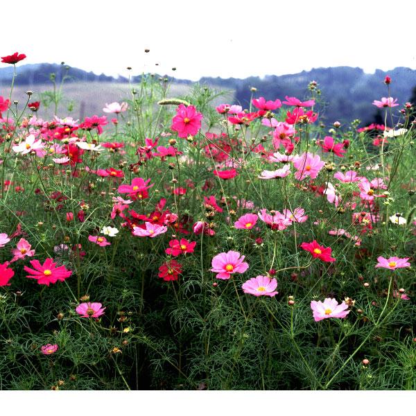 景観形成作物：コスモスセンセーション（中生）500g タネ 春〜初夏まき 大輪長期開花の人気種